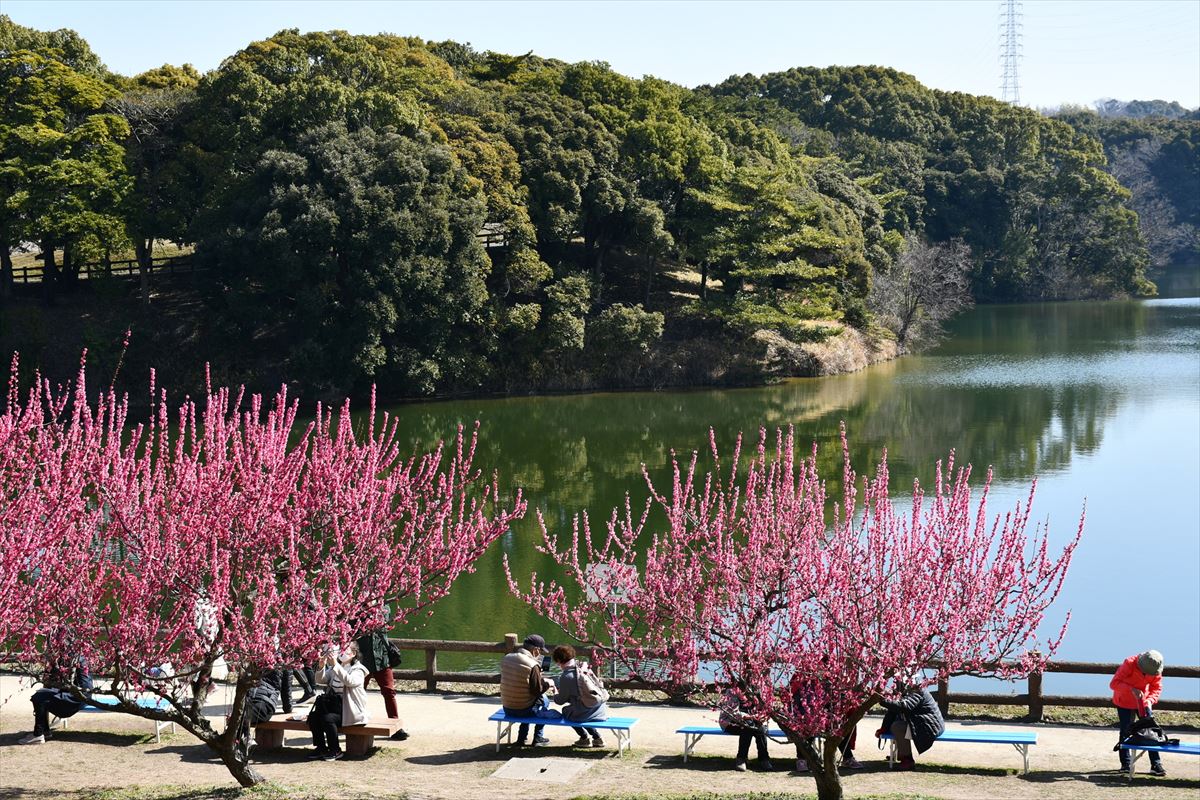 佐布里池周辺の梅と水辺の景観