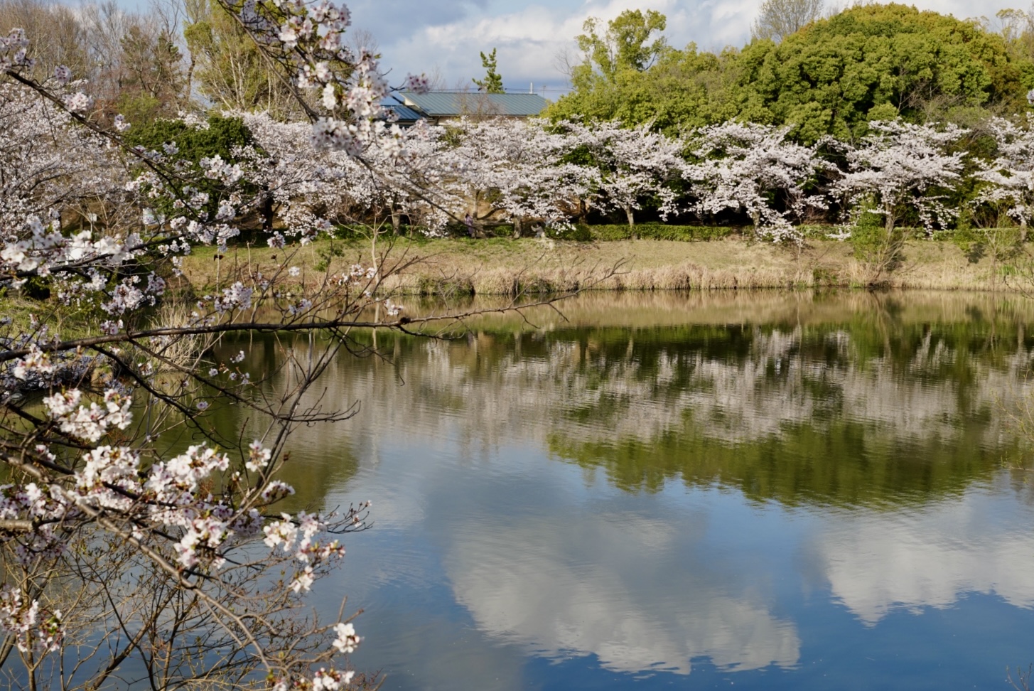 池に映る桜並木