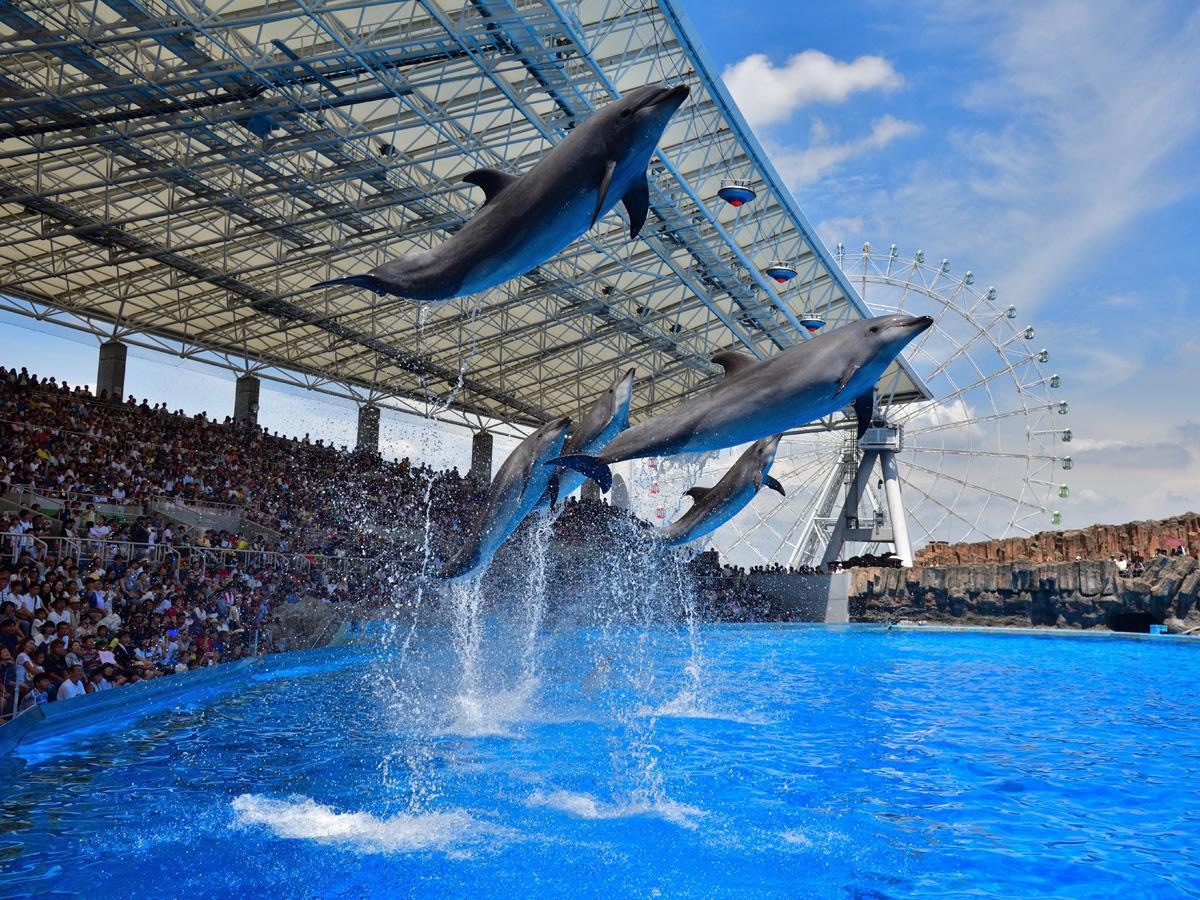名古屋港水族館のイルカパフォーマンス