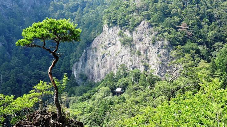 松の木の向こうに広がる岩壁と山林
