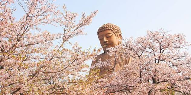 桜の花に囲まれた大仏
